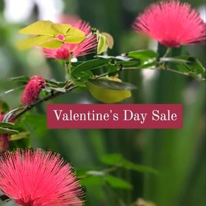 Valentine's Special.